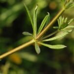 Gaillet gratteron_729