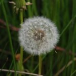Pissenlit (Taraxacum vulgaria)_735