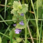 Lierre terrestre_732