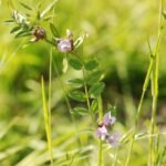 Vesce des haies_728