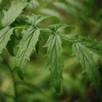 Valériane officinale_741