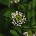 Cresson de fontaine_743