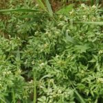 Cresson de fontaine_744