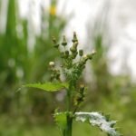 Laiteron potager_747