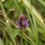 Brunelle commune_758