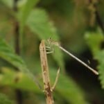 Agrion à larges pattes_786