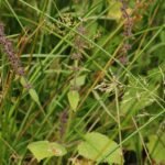 Epiaire des bois_772