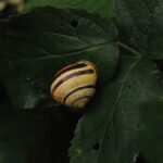 Escargot des bois_775