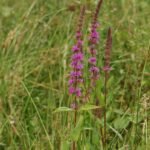 Salicaire commune_774