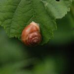 Escargot des jardins_776