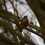 Sittelle torchepot_619