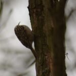 Grimpereau des jardins_620