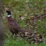 Faisan de Colchide_621