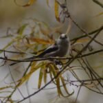 Orite à longue queue_622