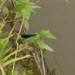 Caloptéryx vierge_780