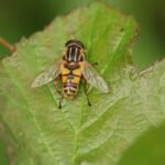 Hélophile suspendu_782