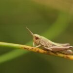 Criquet des pâtures_784