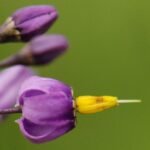 Morelle douce-amère_785