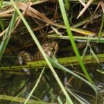 Grenouille rousse_833