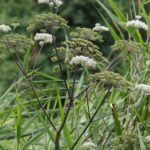 Angélique des bois_834