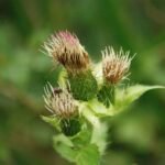 Cirse faux-épinard_835