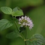 Menthe aquatique_843