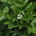 Cresson de fontaine_847