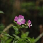 Epilobe hirsute_841
