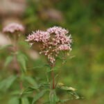 Eupatoire chanvrine_600