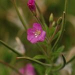 Epilobe hirsute_863
