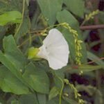 Liseron des haies_865