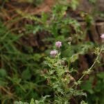 Cirse des champs_869