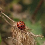 Coccinelle asiatique_873
