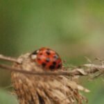 Coccinelle asiatique_874