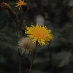 Laiteron des champs_875