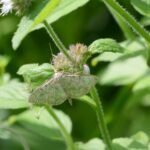 Pyrale du houblon_2086