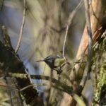 Mésange charbonnière_650