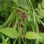 Epiaire des bois_885