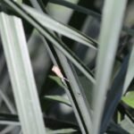 Crambus des chaumes_2082