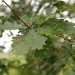 Chêne pédonculé_888