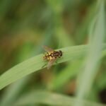 Hélophile suspendu_889