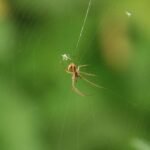 Metellina segmentata_893