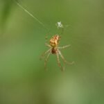 Metellina segmentata_894