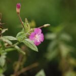 Epilobe hirsute_864