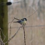 Mésange charbonnière_655