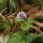 Menthe aquatique_897