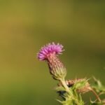 Cirse des champs_905