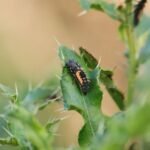 Coccinelle asiatique_907