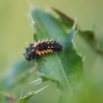 Coccinelle asiatique_909