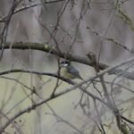 Mésange charbonnière_658